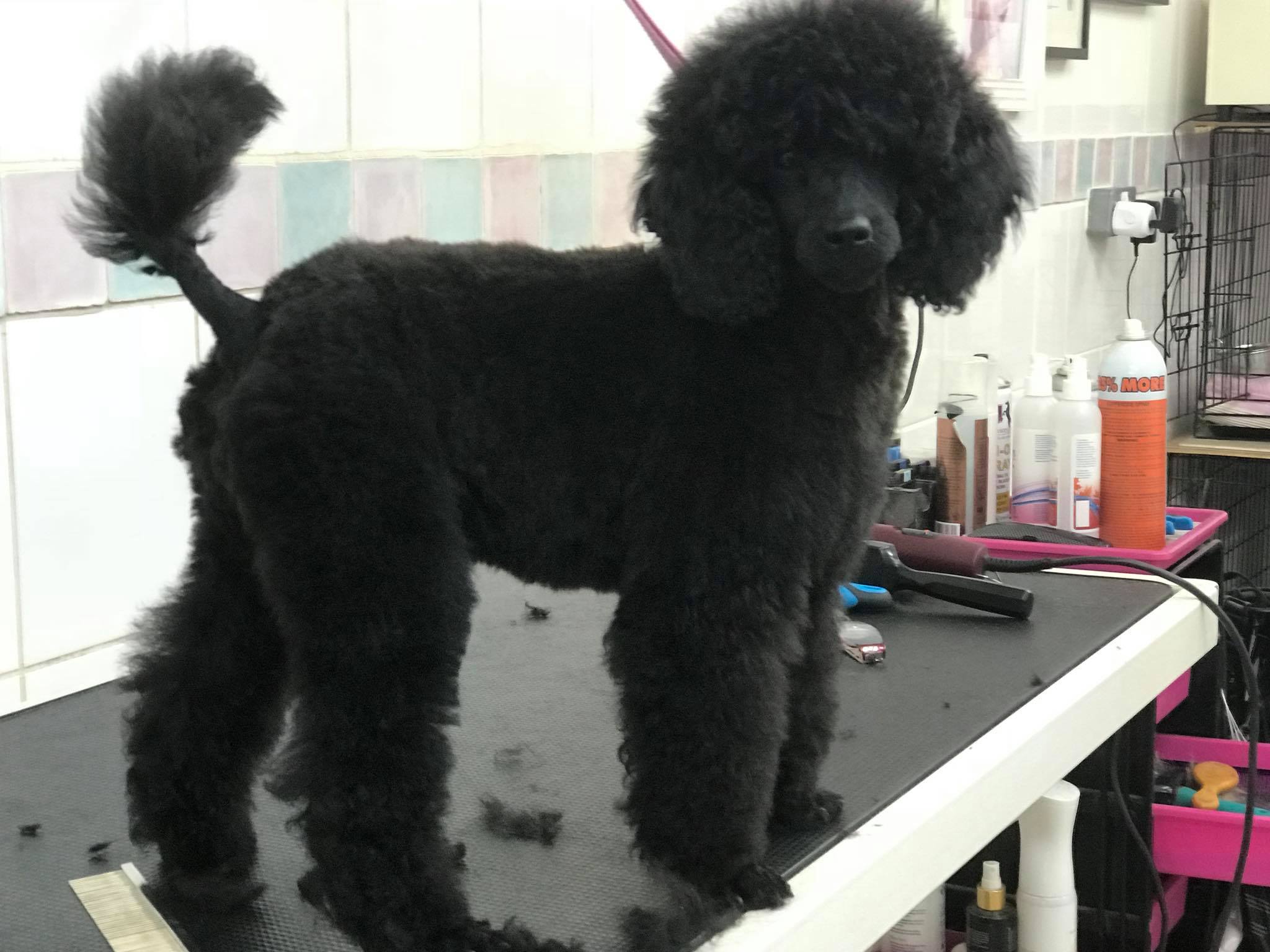 Poodles